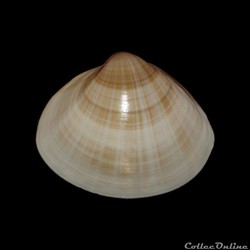 Mactridae - Mactra stultorum (Linné, 1758)