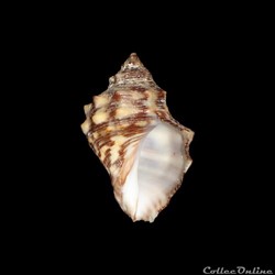 Muricidae - Stramonita rustica (Lamarck, 1822)
