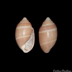 Actenoidae - Acteon tornatilis (Linné, 1758)