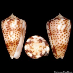 Puncticulis vautieri (Kiener, 1845)