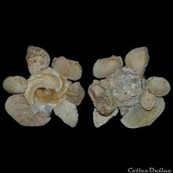 Xenophoridae - Xenophora conchyliophora (Born, 1780)