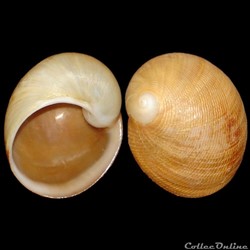 Naticidae - Sinum concavum (Lamarck, 1822)