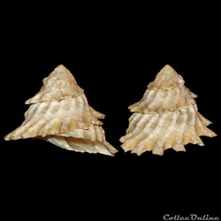 Turbinidae - Lithopoma tectum (Lightfoot, 1786)