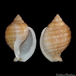 Cassidae - Galeodea echinophora (Linné, 1758)