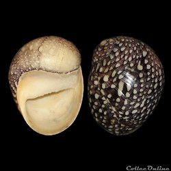 Neritidae - Nereina punctulata (Lamarck, 1816)