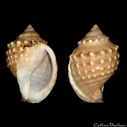 Cassidae - Galeodea echinophora (Linné, 1758)