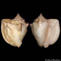 Strombidae - Lobatus costatus (Gmelin, 1791)