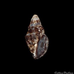 Muricidae - Claremontiella nodulosa (Adams, 1845)