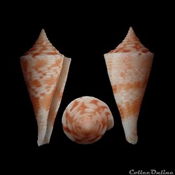 Fusiconus (Bathyconus) saecularis (Melvill, 1898)