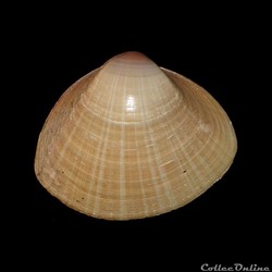 Mactridae - Mactra stultorum (Linné, 1758)