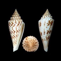 Fusiconus (Bathyconus) eloskimenos (Kilburn, 1975)
