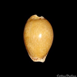 Cypraeidae - Naria acicularis (Gmelin, 1791)