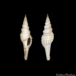 Turridae - Polystira albida (Perry, 1811)