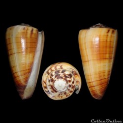 Strategoconus (Vituliconus) ferrugineus f. chenui (Crosse, 1857)