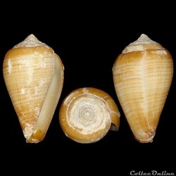 Lautoconus (Varioconus) fuscolineatus (Sowerby III, 1905)