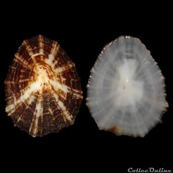 Patellidae - Patella ulyssiponensis (Gmelin, 1791)