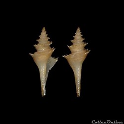 Cochlespiridae - Cochlespira radiata (Dall, 1899)