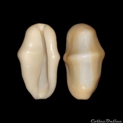 Ovulidae - Cyphoma gibbosum (Linné, 1758)