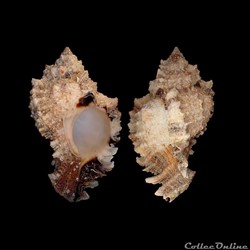 Muricidae - Phyllonotus pomum (Gmelin, 1791)