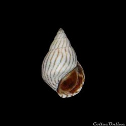 Littorinidae - Echinolittorina ziczac (Gmelin, 1791)