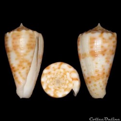 Fulgiconus (Fulgiconus) alexandrei (Limpalaër & Monnier, 2012)