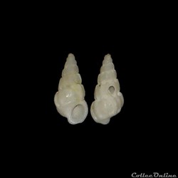 Epitoniidae - Opalia crenata (Linné, 1858)