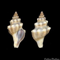 Fasciolariidae - Tarantinaea lignaria (Linné, 1758)