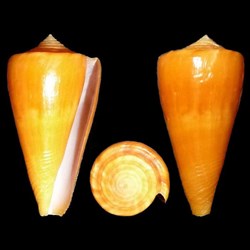 Dauciconus (Dauciconus) quasiconus (Touitou, Puillandre, Bouchet & Clovel, 2020)