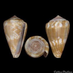 Lautoconus (Africonus) curralensis (Rolán, 1986)