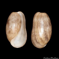 Bullidae - Bulla striata (Bruguière, 1792)