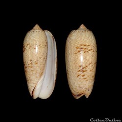 Olividae - Oliva scripta (Lamarck, 1811)