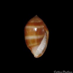 Ellobiidae - Melampus coffea (Linné, 1758)