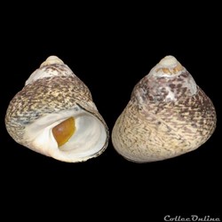 Trochidae - Phorcus lineatus (da Costa, 1778)