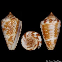 Ximeniconus (Ximeniconus) baccatus (Sowerby III, 1877)