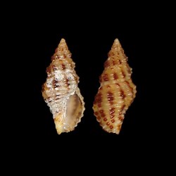 Pisaniidae - Aplus scacchianus (Philippi, 1844)