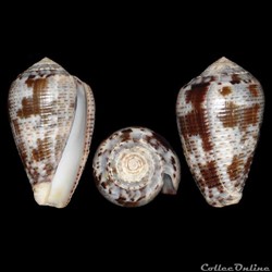 Pionoconus catus (Hwass in Bruguière, 1792)