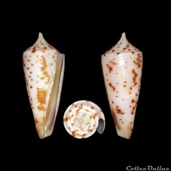 Fusiconus (Fusiconus) guidopoppei (Raybaudi Massilia, 2005)