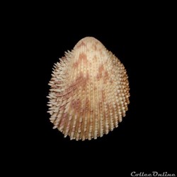 Cardiidae - Trachycardium isocardia (Linné, 1758)