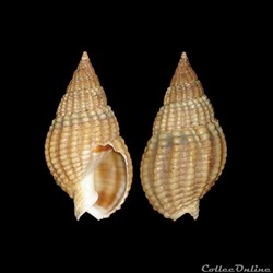 Nassariidae - Tritia reticulata (Linné, 1758)