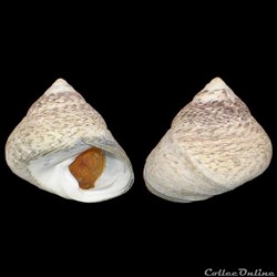 Trochidae - Phorcus lineatus (da Costa, 1778)