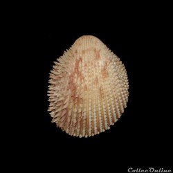 Cardiidae - Trachycardium isocardia (Linné, 1758)