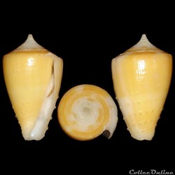 Strategoconus (Vituliconus) rawaiensis (da Motta, 1978)