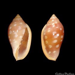 Marginellidae - Marginella sebastiani (Marche & Rosso, 1979)