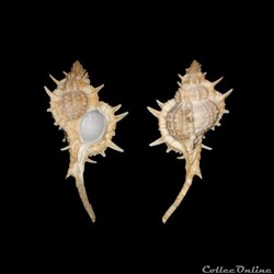 Muricidae - Siratus articulatus (Reeve, 1845)
