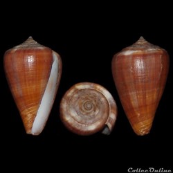 Lautoconus (Africonus) teodorae (Rolán & Fernandes, 1990)