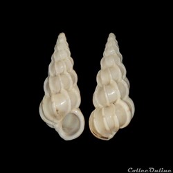 Epitoniidae - Gyroscala commutata (Monterosato, 1877)