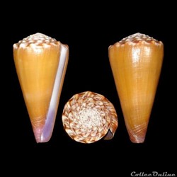 Virgiconus moreleti (Crosse, 1858)