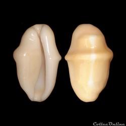 Ovulidae - Cyphoma gibbosum (Linné, 1758)