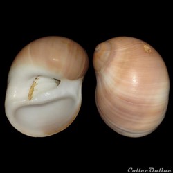 Naticidae - Polinices hepaticus (Röding, 1798)