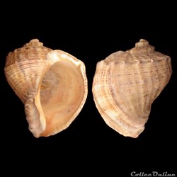 Muricidae - Rapana venosa (Valenciennes, 1846)